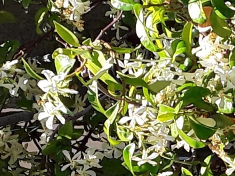 شقة Le Jasmin Da Marina سانت فينسنت المظهر الخارجي الصورة